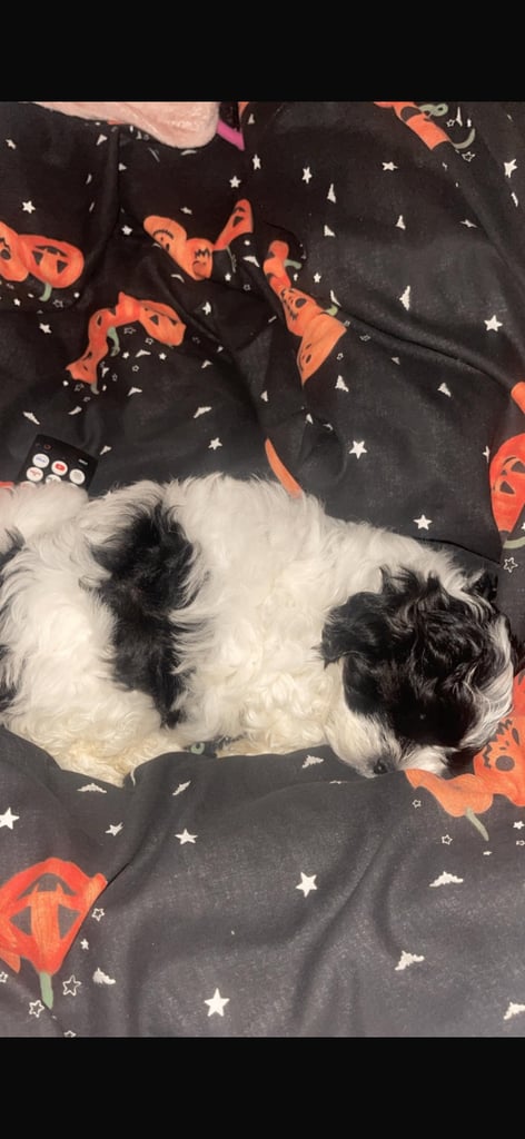 Last female Maltipoo