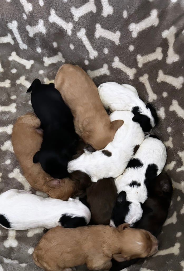 Cockapoo | Dogs & Puppies for Sale - Gumtree