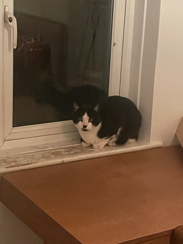Cat for sale