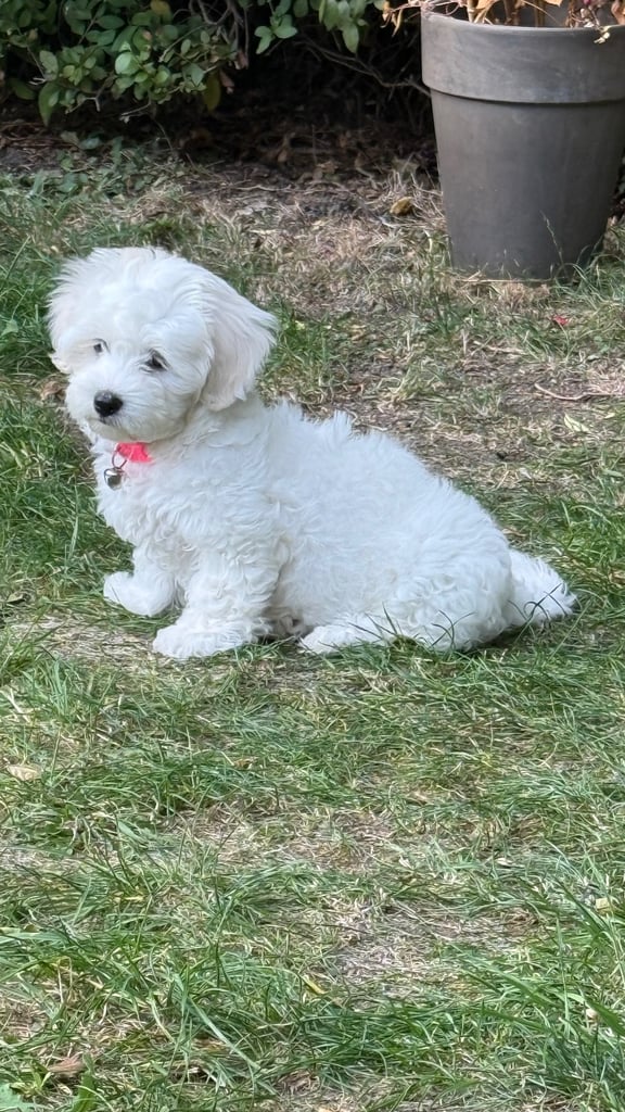 Maltese puppy