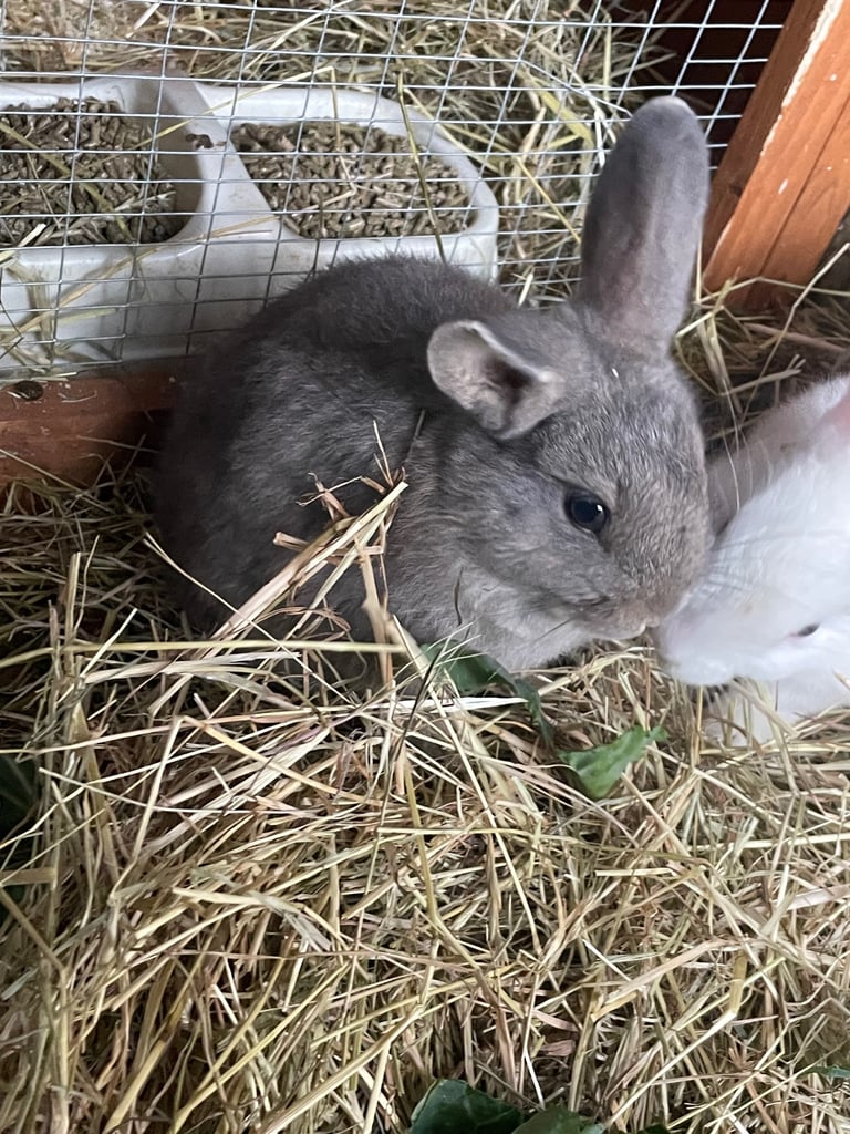 Mix breed baby rabbits & mama 
