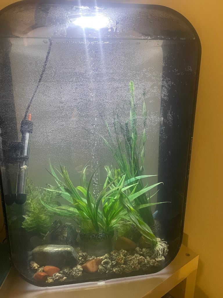 image for Biorb 60 litre & 2 fish 