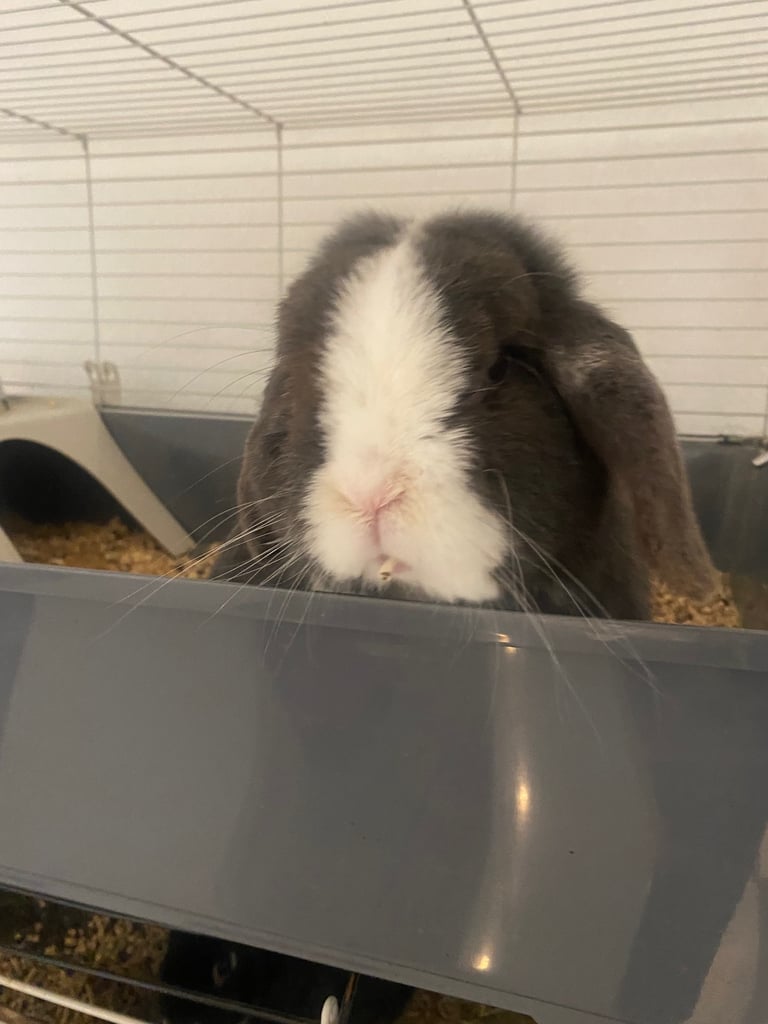 Dwarf Lop Male 