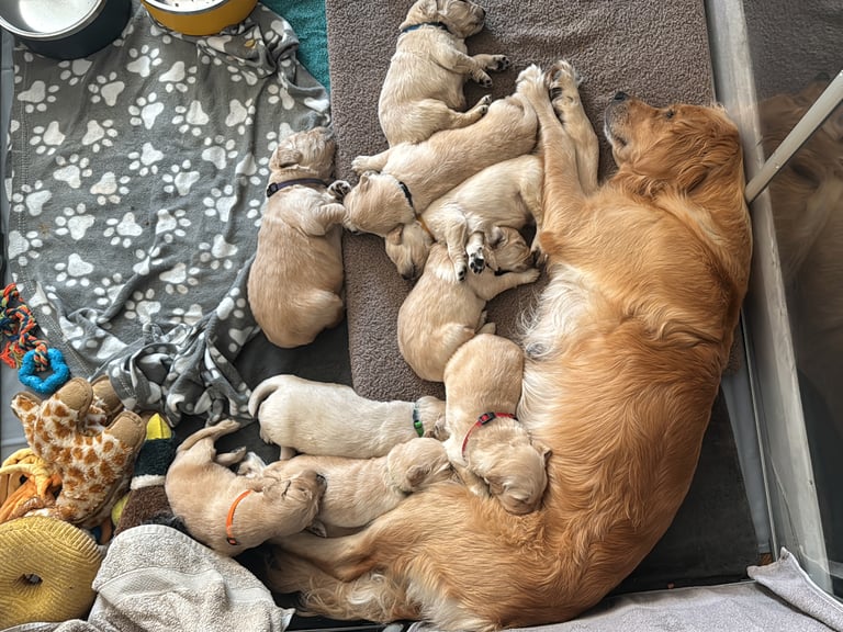 Purebred Golden Retriever Puppies