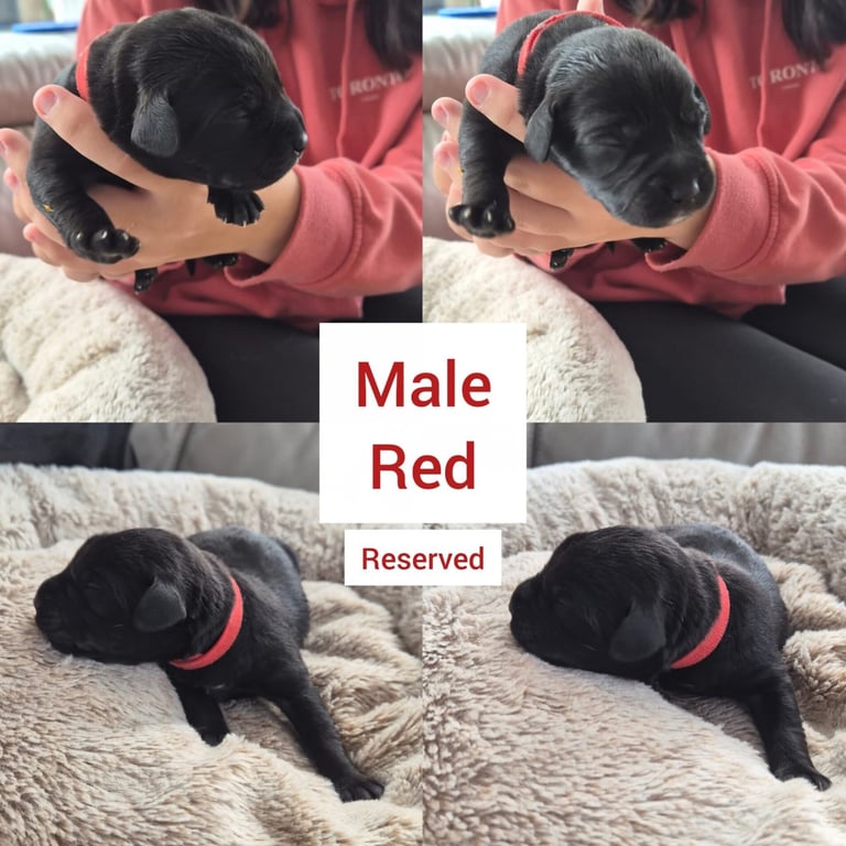 4 week old puppies ready to sell and go in 3 weeks time 