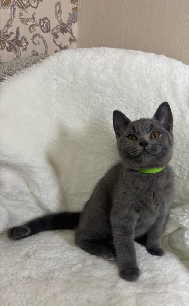  One Beautiful British short hair kitten available