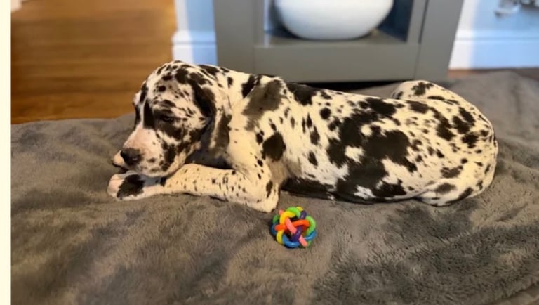 Kc registered great danes