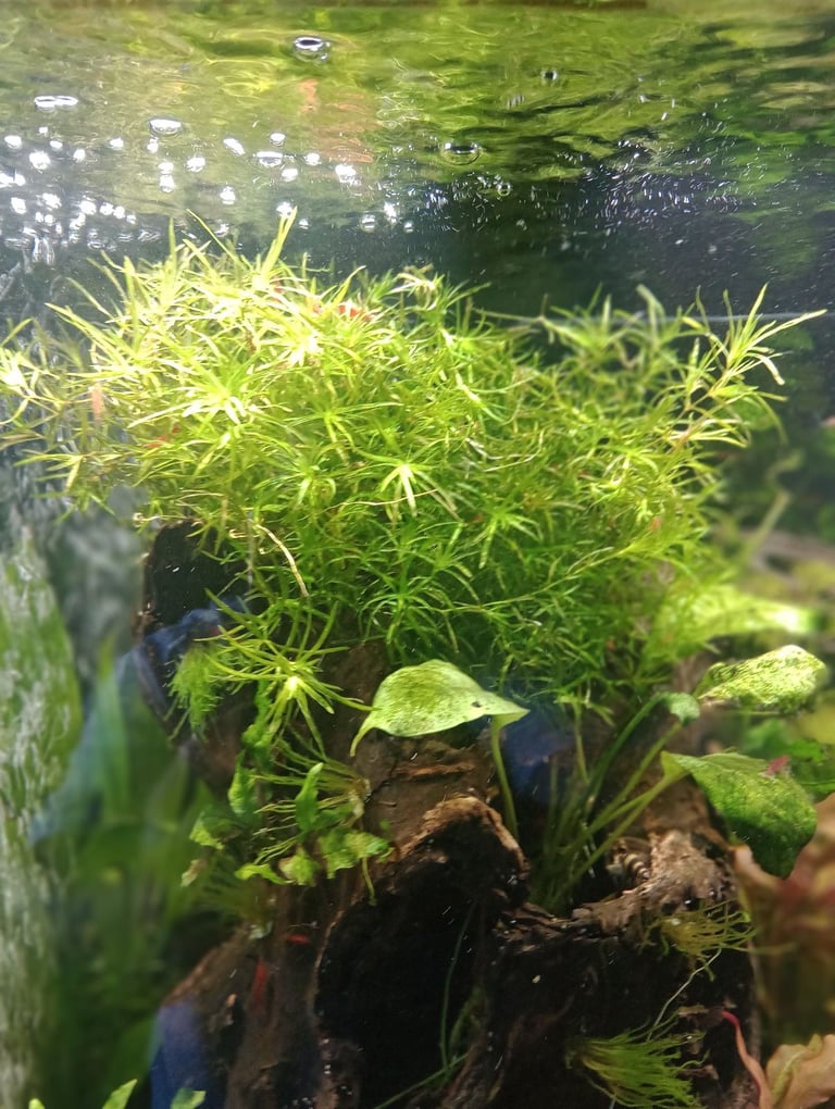 Aquarium Grass 