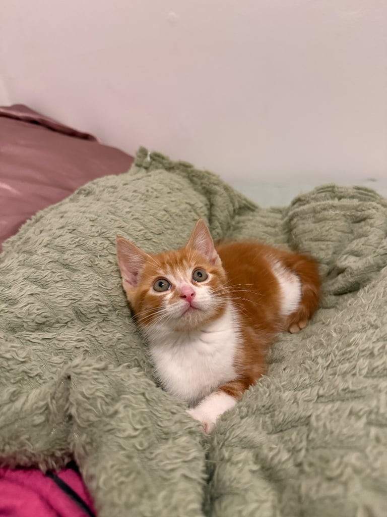 image for Adorable Ginger & White Kitten – Playful, Affectionate & Ready for His New Home 🐾