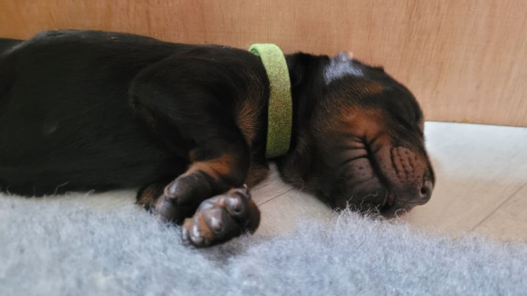 *all gone* Stunning KC reg Dobermann puppies 