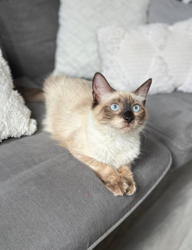 **Female Ragdoll kitten 7 months old**