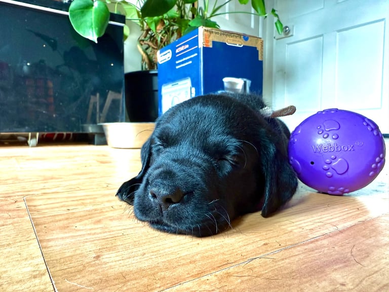 Labrador Pups - 7 Left! 