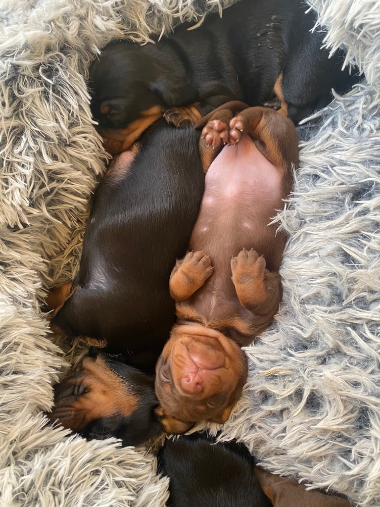 Miniture dachshunds 