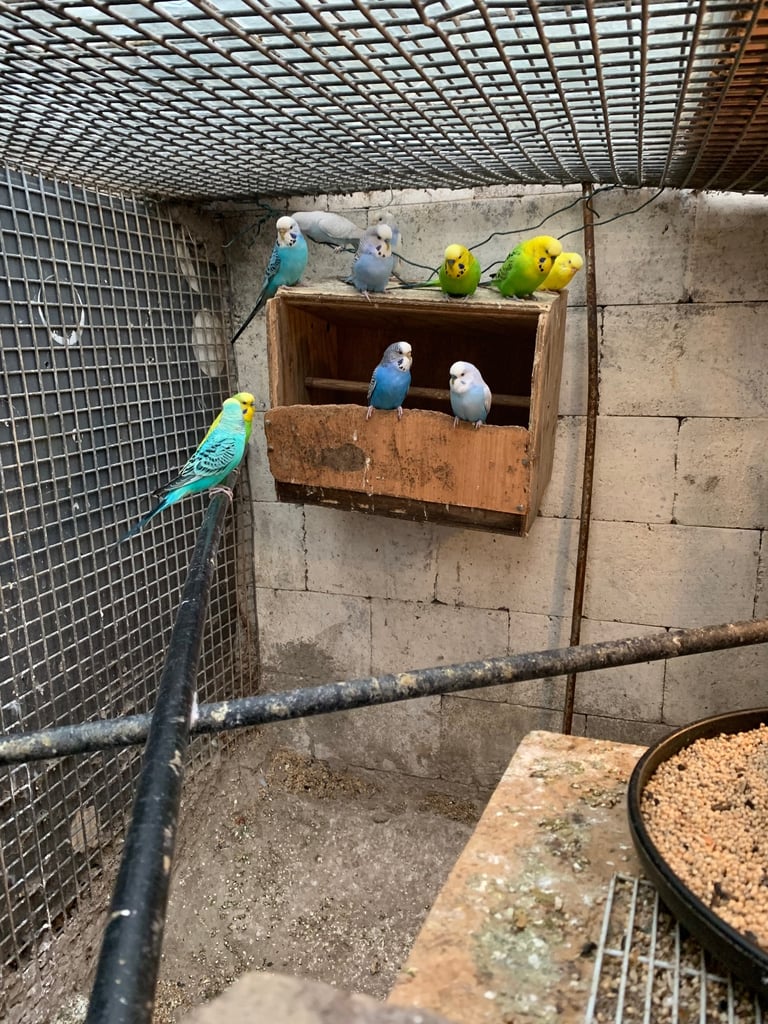 Budgies 