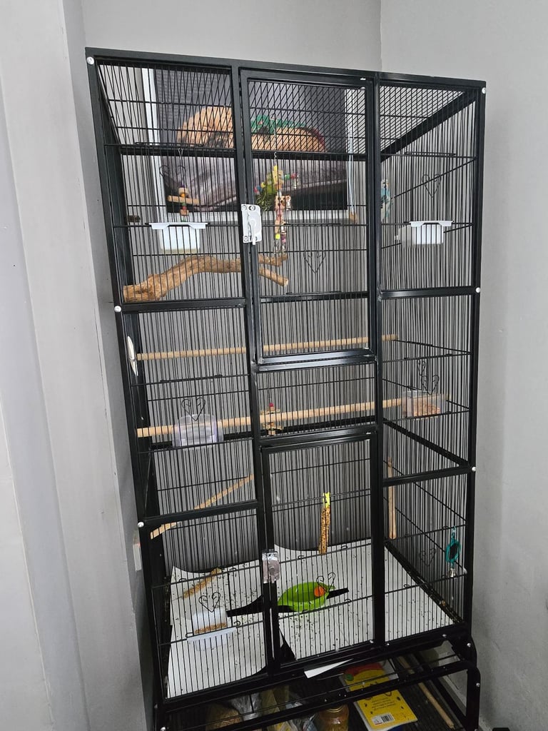 2 budgies 6 month old