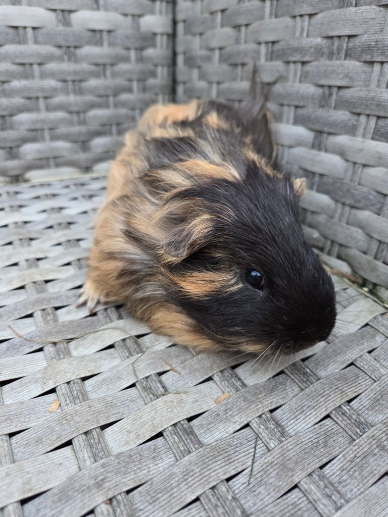 Stunning guinea pig brothers 