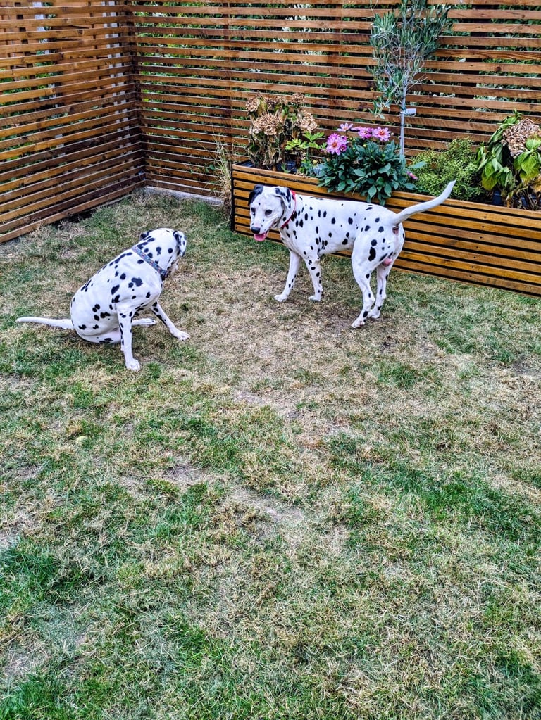 Dalmatians For Sale