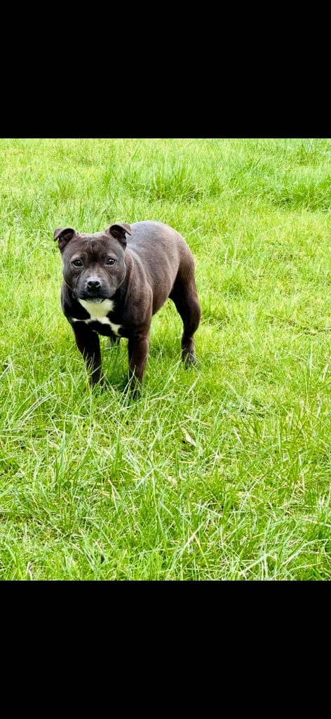 Staffordshire Bull Terrier Pups