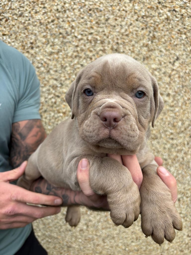 N.E.B.B.R. FLUFFY CARRIERS OLDE TYME BULLDOGS 