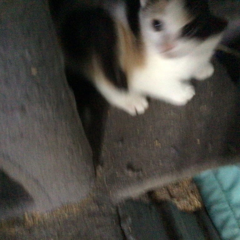 Beautiful kittens 