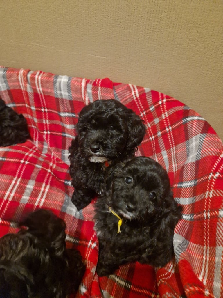 6 ADORABLE Teddy Shihpoos 