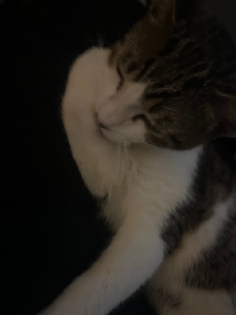 2 cats for sale  full pedigree f4 Bengal and a tabby cross price in description