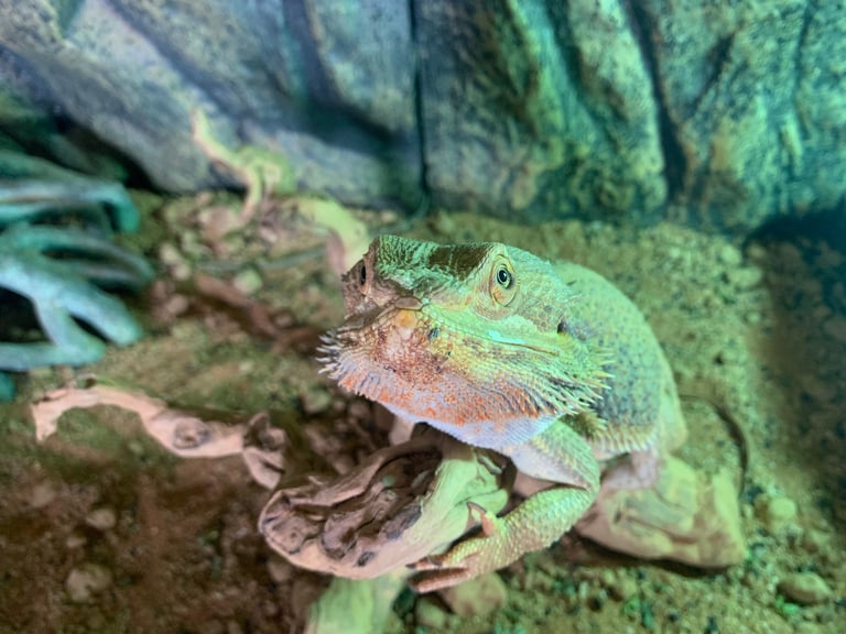 Bearded Dragon and Full set up
