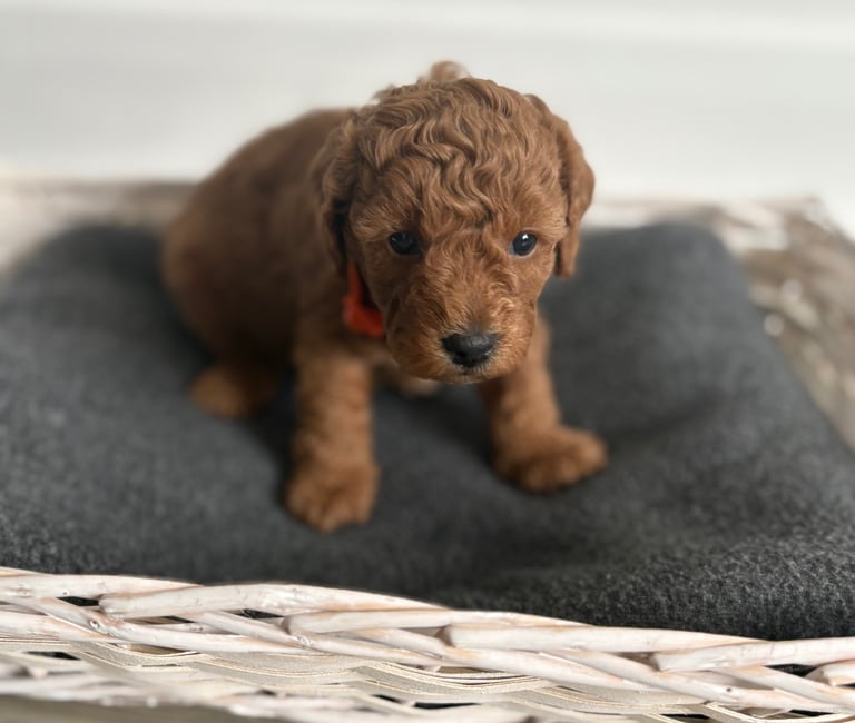 Poochons puppies 