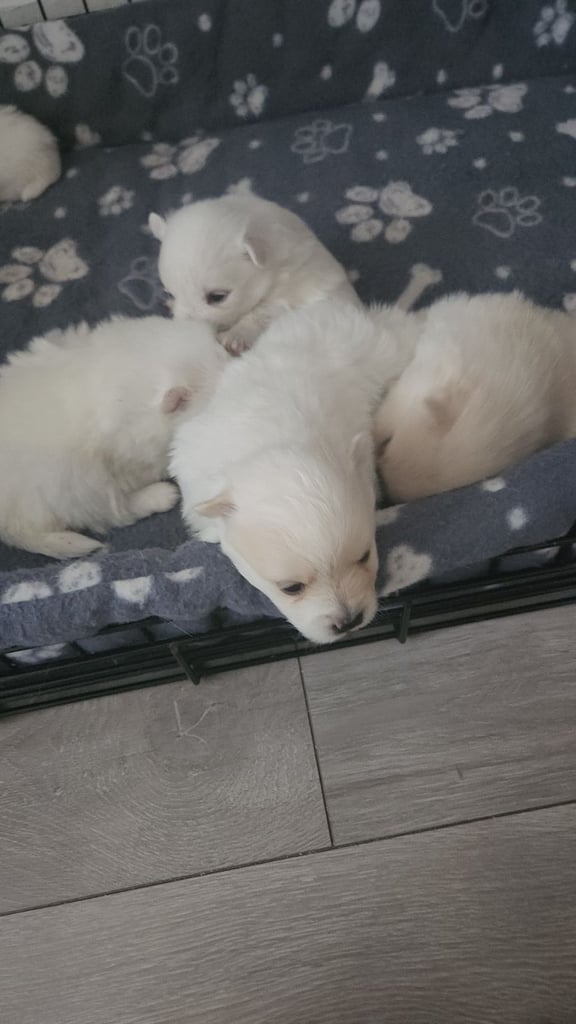 Pomeranian 