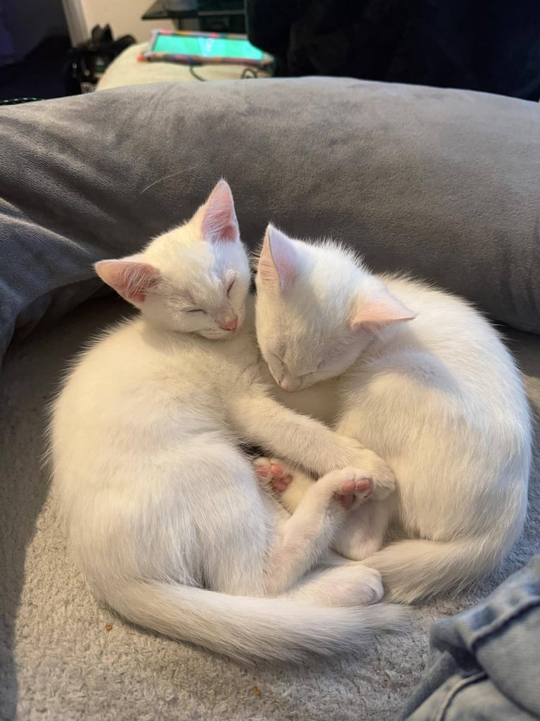 Turkish angora kittens 