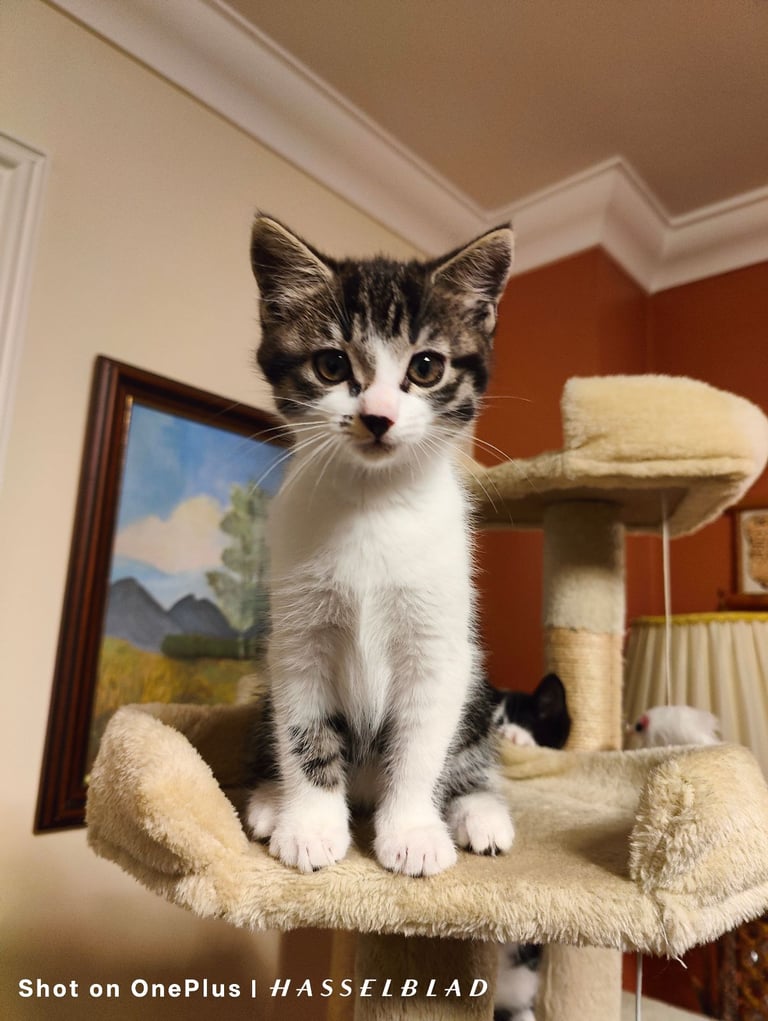 **SPECIAL DISCOUNT** Kittens Ready to Leave!