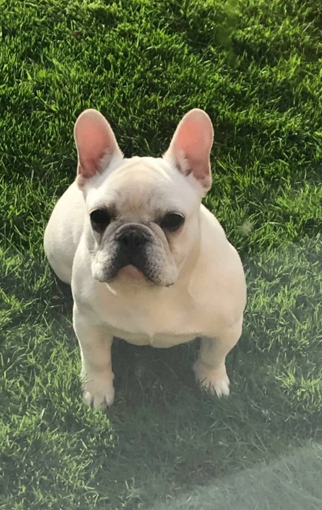 French Bulldog Cream bulldog girl for rehome