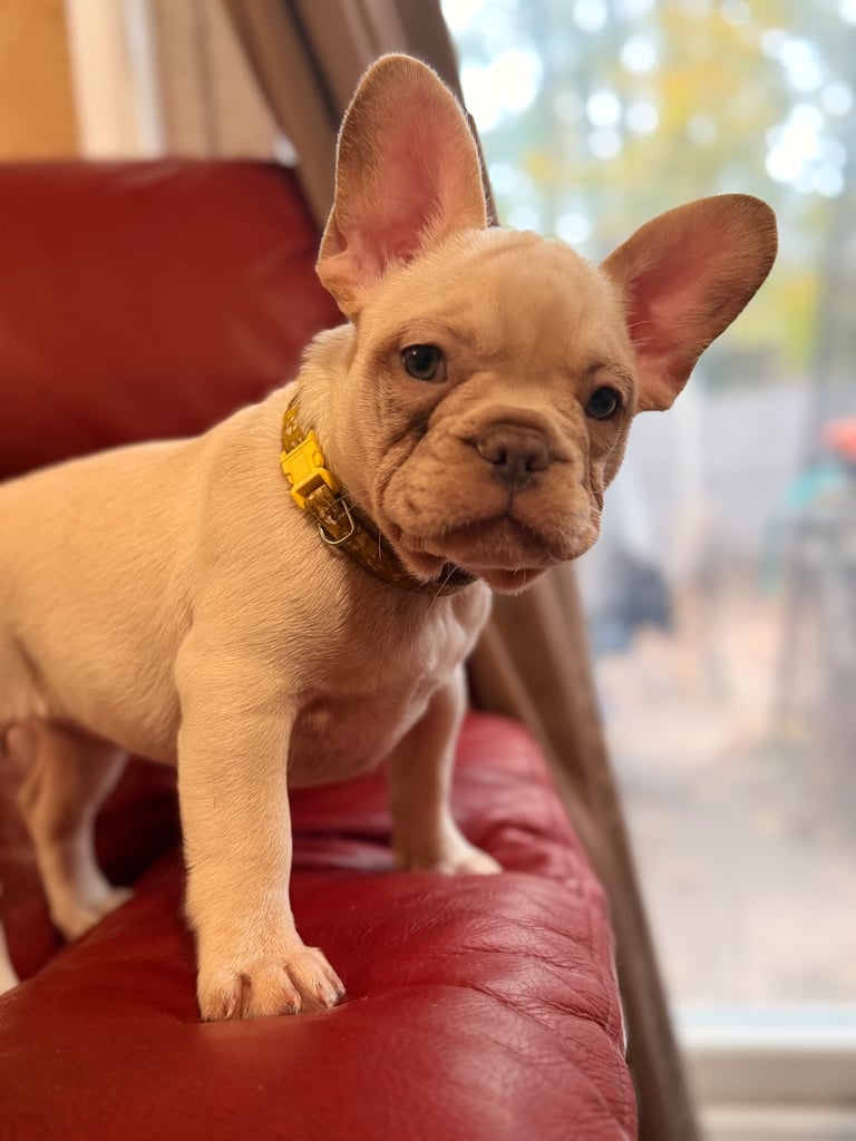 Beautiful White Frenchies READY NOW