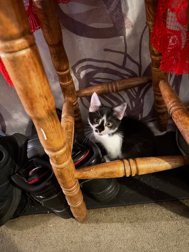 very friendly and playful