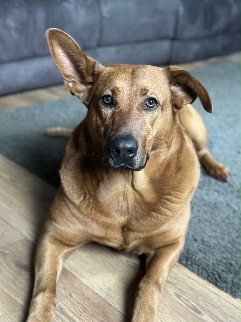 image for 5yo Dutch shep x Chinese red dog 