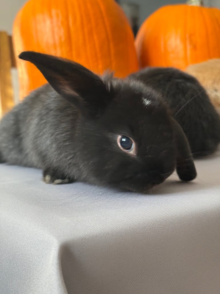 Pure mini lops