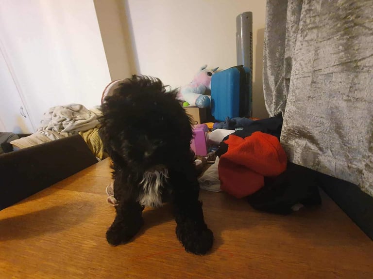 shihpoo puppies for sale