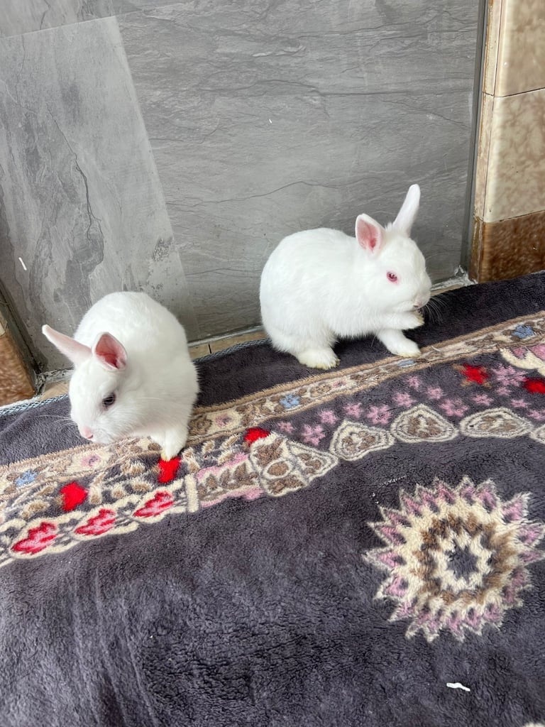 Rabbits for sale