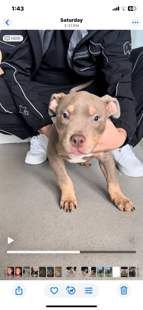 Puppy American Pocket Bullies 