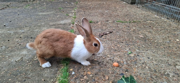 BEAUTIFUL RABBITS ARE SALE-Each £25