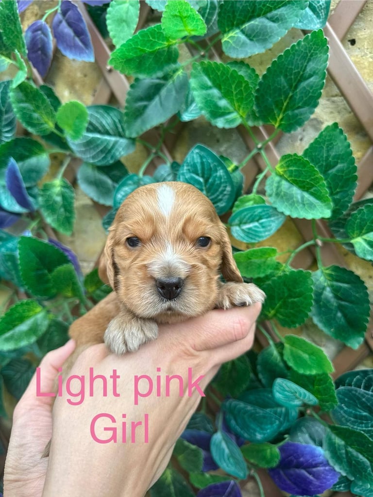 Superb show type cocker spaniel puppies 