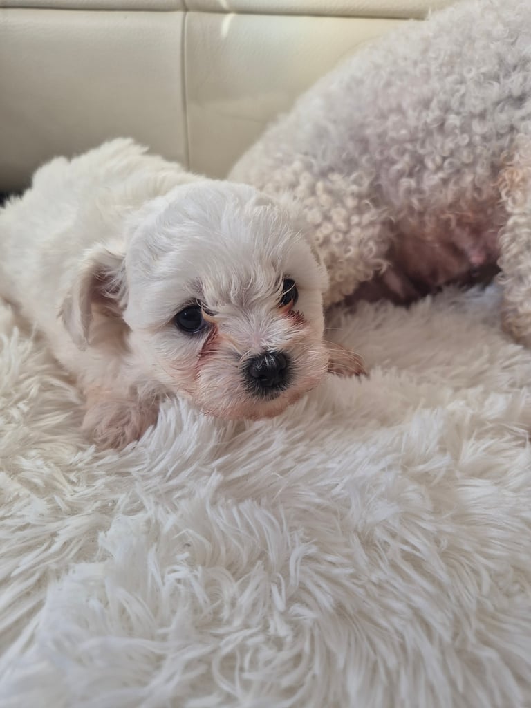 Beautiful little puppies bejan freeze mountains 