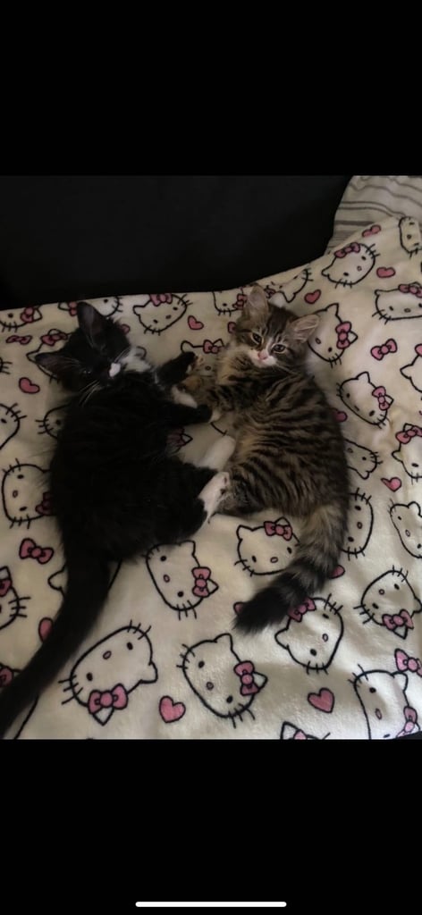 Two 6 month old kittens
