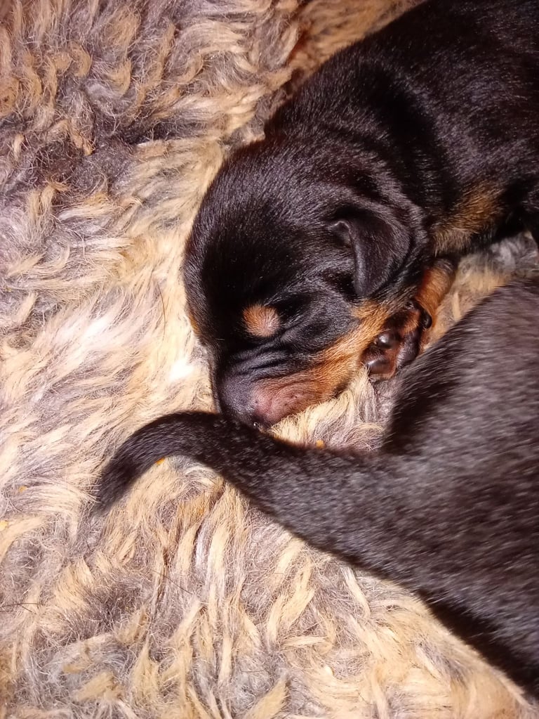 Pure breed superb lines Doberman pups