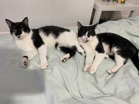 price to be discussed - 2 x indoor short haired cats - brothers