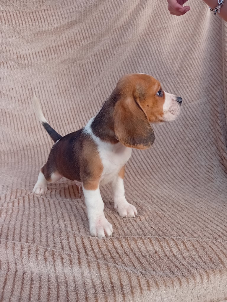 image for Beagle puppies 