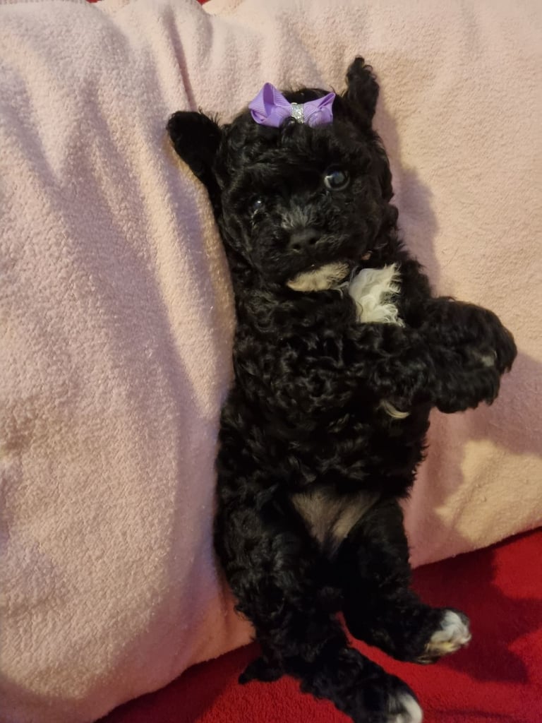 Bichon puppies for sale 