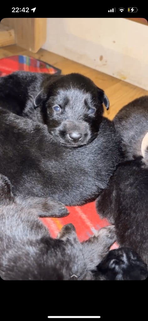 Black German shepherd puppies