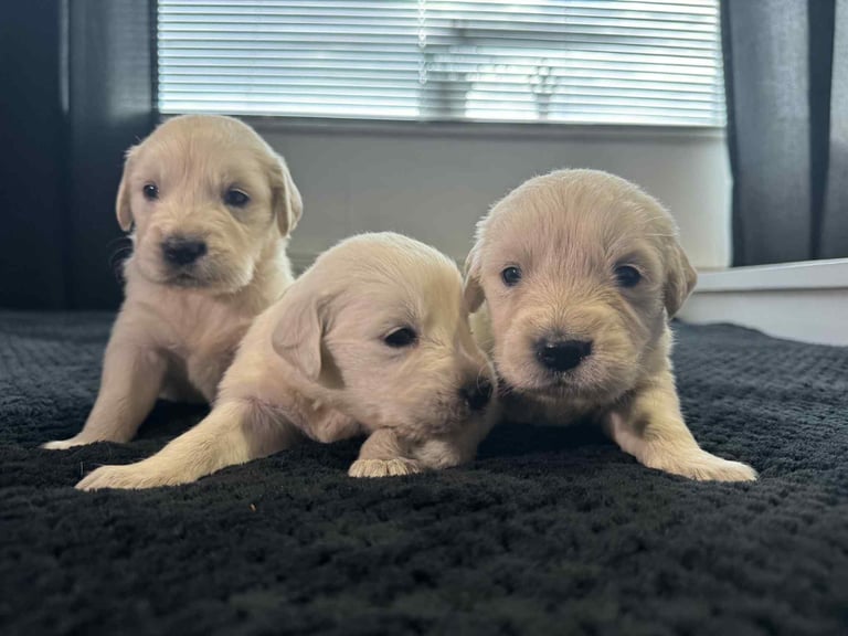 3 Golden Retriver Puppy’s 