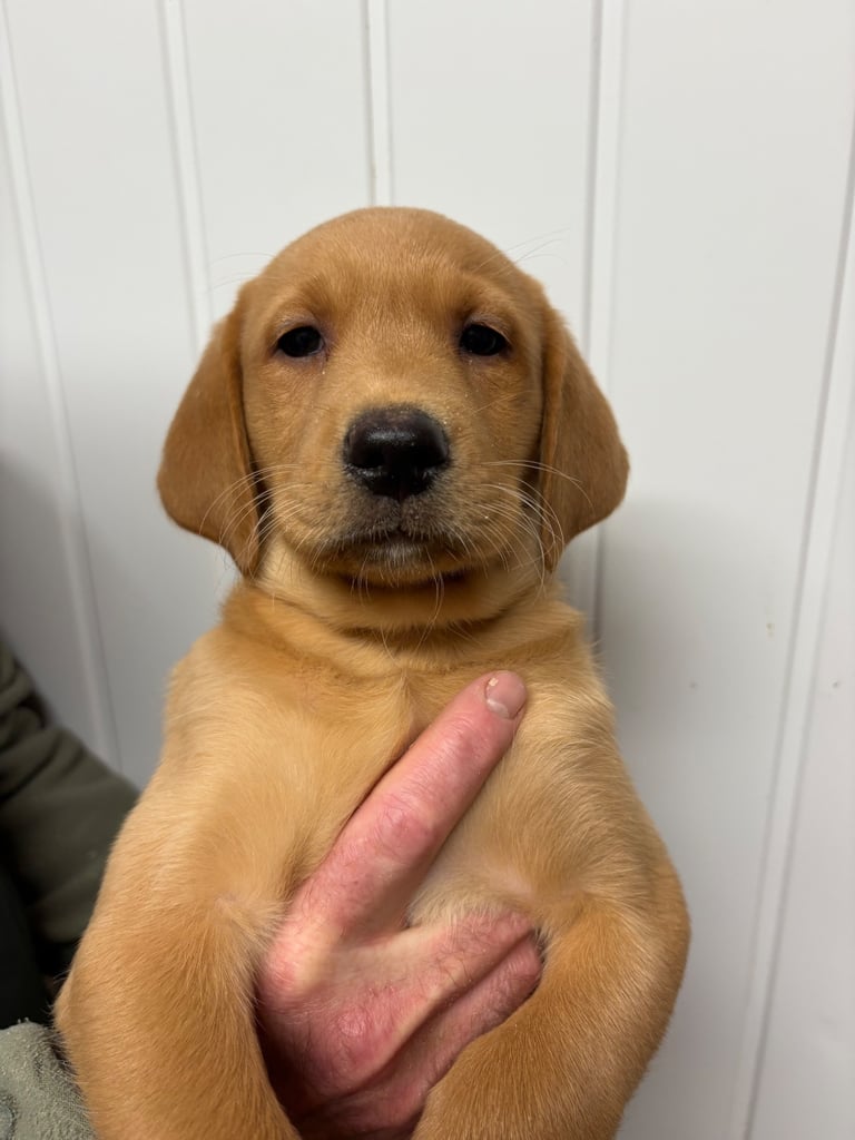 Dark yellow Labrador puppies 